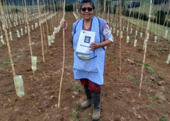 PEQUEÑOS AGRICULTORES RECIBEN CONOCIMIENTO E INSUMOS PARA LA CONSTRUCCIÓN DE SUS VIÑEDOS.
