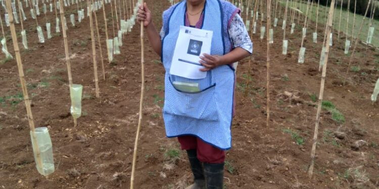 PEQUEÑOS AGRICULTORES RECIBEN CONOCIMIENTO E INSUMOS PARA LA CONSTRUCCIÓN DE SUS VIÑEDOS.
