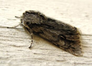 Alta presencia de polillas preocupa a santiaguino