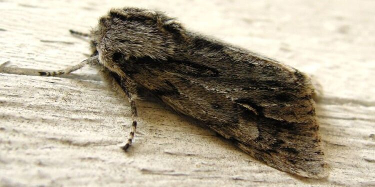 Alta presencia de polillas preocupa a santiaguino