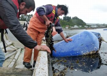 Primera jornada del “Seminario de la Investigación Aplicada a la Mitilicultura 2020”