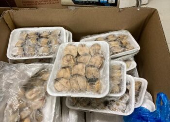 PDI y Sernapesca desbaratan planta de proceso clandestina de “Locos”