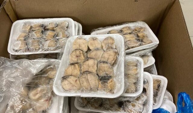 PDI y Sernapesca desbaratan planta de proceso clandestina de “Locos”