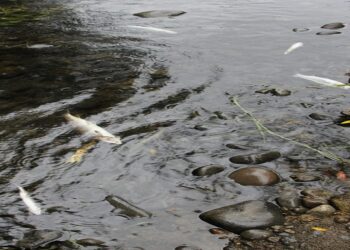 Denuncian nueva mortandad de peces en el río “Damas” de Osorno