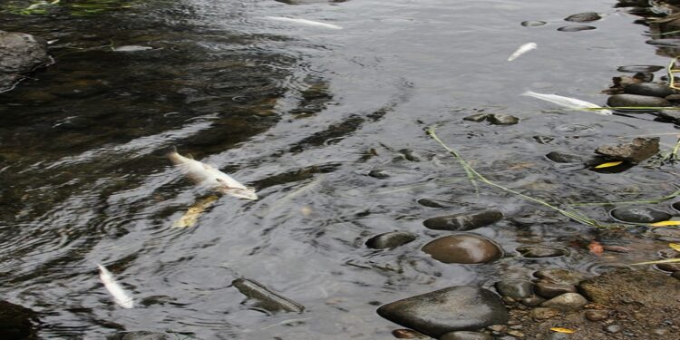 Denuncian nueva mortandad de peces en el río “Damas” de Osorno