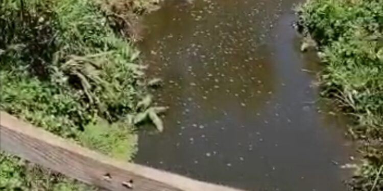 Concejal de Purranque denuncia grave contaminación de estero en»La Turbina» de Purranque