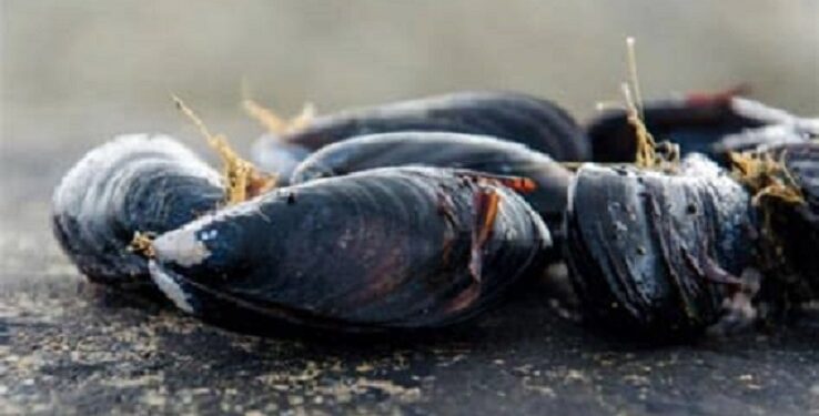 Extracción de moluscos bivalvos se interrumpió por brote de veneno amnésico en Calbuco