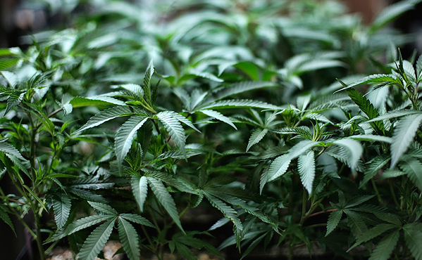 ONU reconoce propiedades medicinales del cannabis y lo saca del listado de drogas más peligrosas: Chile votó en contra