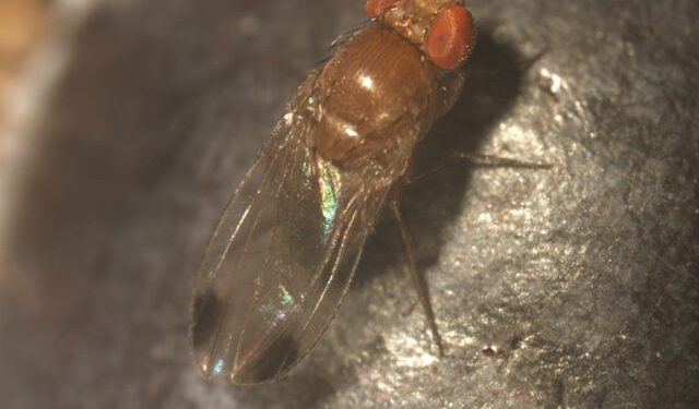 SAG aborda medidas para atacar la “Mosca de la Fruta”