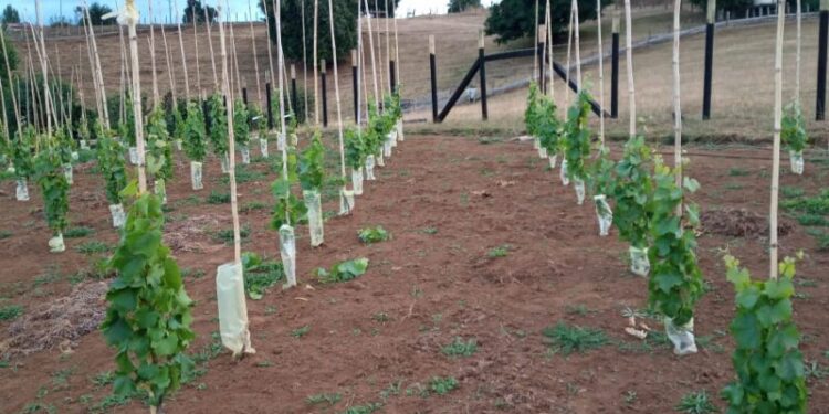 Con balance positivo culmina primera etapa del proyecto para la construcción de viñas en la provincia de Osorno