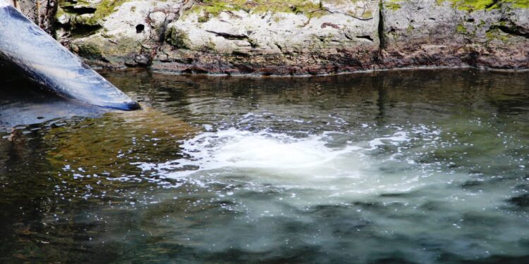 Detectan foco de contaminación en el río Damas