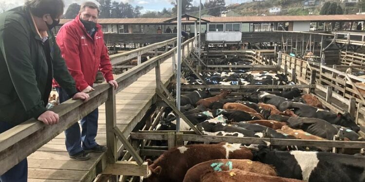 Actividad lechera y cárnica regional cerraron el año con buenos precios y positivas proyecciones