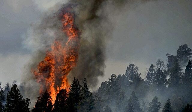 Incendio forestal en San Juan de la Costa dejó una persona detenida