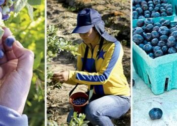 Un 20% menos de mano de obra laboral se reportan en huertos frutícolas de la zona