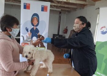 Subdere premió a ocho ONG´s animalistas de la Región de Los Lagos para que financien sus iniciativas