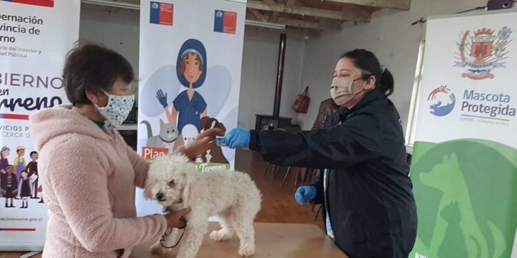 Subdere premió a ocho ONG´s animalistas de la Región de Los Lagos para que financien sus iniciativas