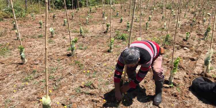 Agricultura Familiar Campesina de San Juan de la Costa y San Pablo prepara su futura producción vitivinícola
