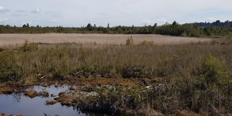 Región de Los Lagos da inicio a programa de conservación de humedales urbanos en provincias de Osorno y Llanquihue