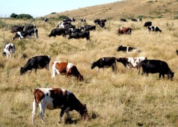 Temperaturas bordearán los 27 grados esta semana escenario que complica a productores lecheros