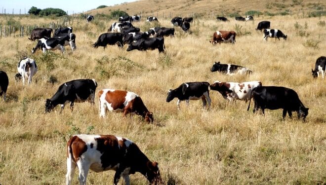 Temperaturas bordearán los 27 grados esta semana escenario que complica a productores lecheros