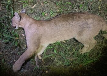 Un puma fue encontrado muerto en la Ruta U-220 Forrahue-Osorno