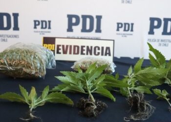 PDI detiene a sujeto que mantenía cultivo indoor de cannabis en Puerto Montt