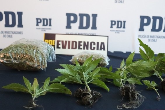 PDI detiene a sujeto que mantenía cultivo indoor de cannabis en Puerto Montt
