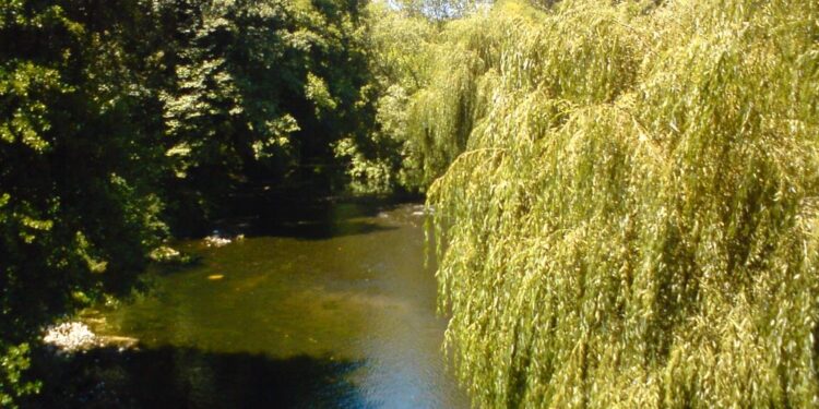 Vecinos del Río Damas participarán en sesión de la comisión de Medio Ambiente del Core Los Lagos