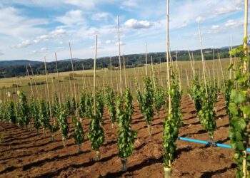 Agricultores destacan avances en la implementación de viñas en la provincia de Osorno