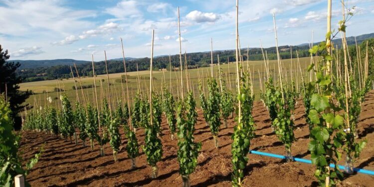Agricultores destacan avances en la implementación de viñas en la provincia de Osorno
