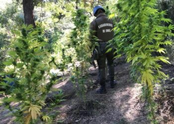 Carabineros incauta plantación de marihuana en San Juan de la Costa