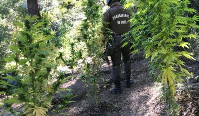 Carabineros incauta plantación de marihuana en San Juan de la Costa