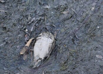 Denuncian mortandad de patos en el río Damas de Osorno