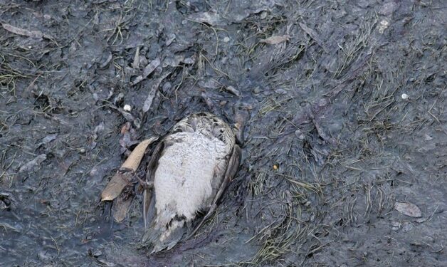 Denuncian mortandad de patos en el río Damas de Osorno