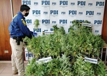 PDI incauta más de 180 plantas de cannabis en Río Negro