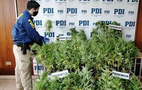 PDI incauta más de 180 plantas de cannabis en Río Negro