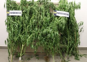 Detectives de la Brigada Antinarcóticos de Valdivia incautaron plantas de marihuana en sector rural de Futrono