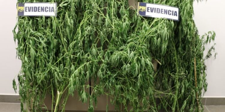 Detectives de la Brigada Antinarcóticos de Valdivia incautaron plantas de marihuana en sector rural de Futrono