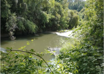 Municipio de Osorno emplazó a la superintendencia de medioambiente a tomar acciones por contaminación del río damas