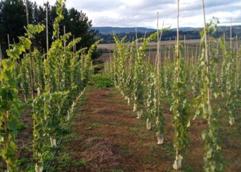 Balance positivo deja primer año del proyecto que busca crear viñas en la provincia de Osorno