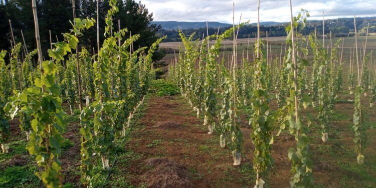 Balance positivo deja primer año del proyecto que busca crear viñas en la provincia de Osorno