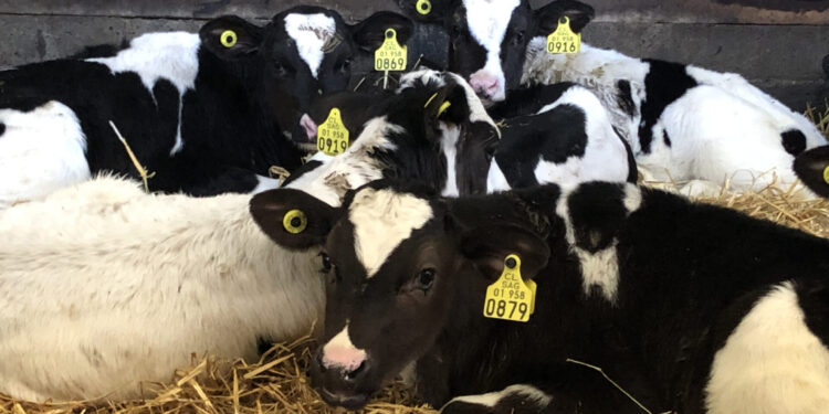 Innovador programa para “Machos de Lechería” desarrollan empresas de Feria Osorno