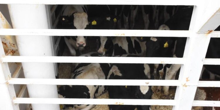 Van a China: Zarpa en Puerto Montt el primer embarque de vaquillas vivas de la temporada