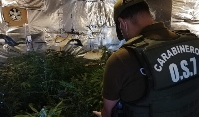 Descubren invernadero con 72 plantas de marihuana en La Unión