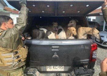 Carabineros de San Pablo detuvieron a 9 personas por maltrato animal