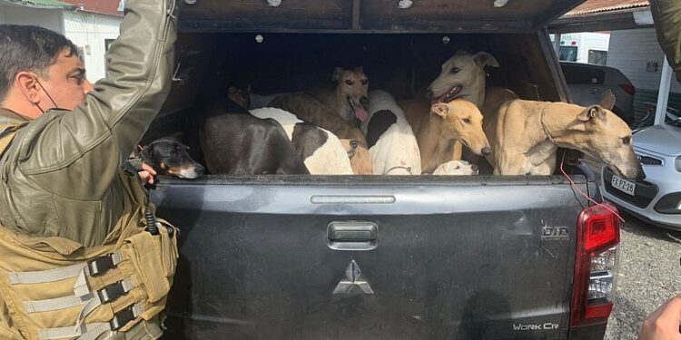 Carabineros de San Pablo detuvieron a 9 personas por maltrato animal