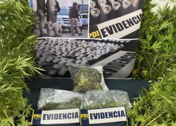 Incautan plantas de marihuana y detienen a joven 23 años