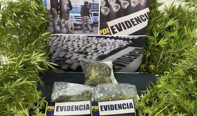 Incautan plantas de marihuana y detienen a joven 23 años