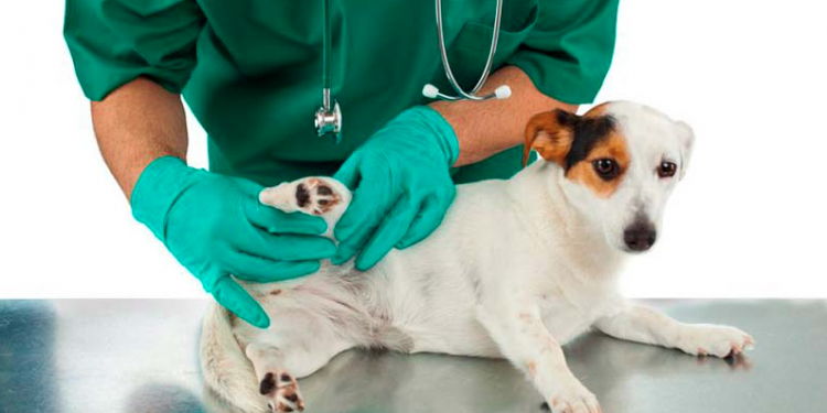 Más de 200 mascotas han sido esterilizadas en dos meses en Fresia