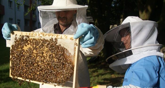 Con multas que superan los 10 millones de pesos: Destacan aprobación de proyecto que regula la actividad apícola